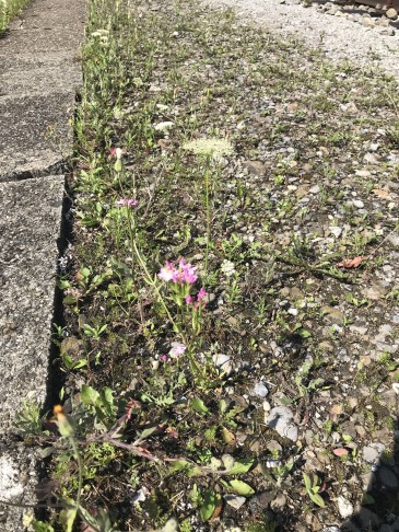 Standort: Bahnhof Luzern, auf offenem, steinigem Boden; zusammen mit dem Stinkenden Pippau (Crepis foetida) und der Wilden Möhre (Daucus carota). 15.07.2024