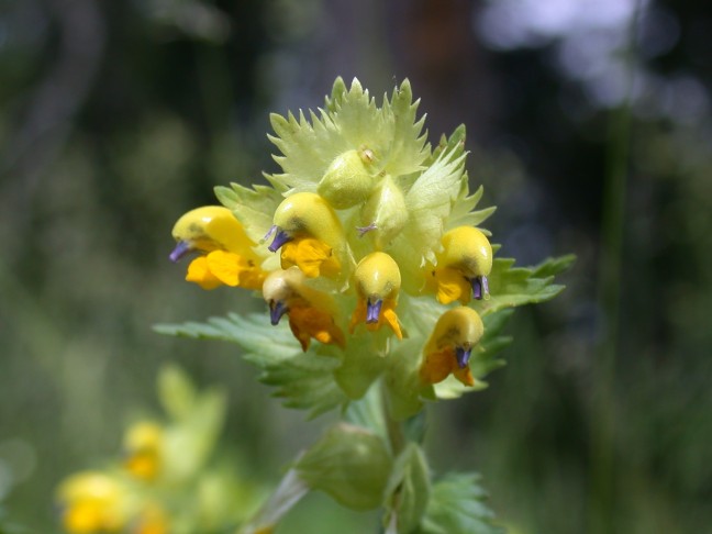 Zottiger Klappertopf (Rhinanthus alectorolophus) - Unterlippe Ende der Blütezeit orange. Sörenberg (LU), 4.7.2005