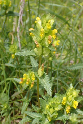 Kleiner Klappertopf (Rhinanthus minor) - Krone nach der Blüte orange anlaufend. Morges (VD), 27.4.2024