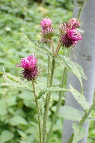 Kletten-Distel (Carduus personata), Combe Tabeillon (JU), 04.08.2024