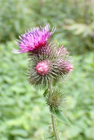 Körbe knäuelig genhäuft - Kletten-Distel (Carduus personata), Combe Tabeillon (JU), 04.08.2024