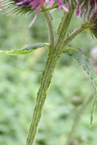 Stängel bis unter die Blütenköpfe schmal geflügelt. Kletten-Distel (Carduus personata), Combe Tabeillon (JU), 04.08.2024