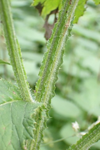 Geflügelter Stängel der Kletten-Distel (Carduus personata), Combe Tabeillon (JU), 04.08.2024