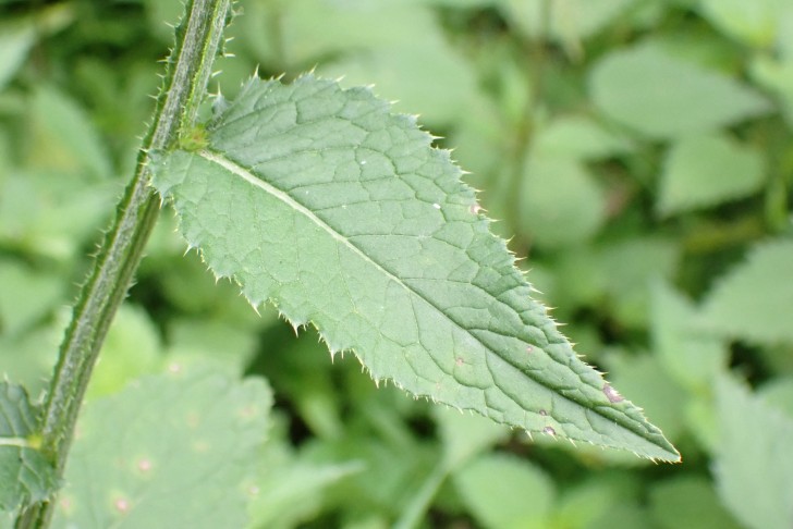 Oberes, ungeteiltes Stängelblatt der Kletten-Distel (Carduus personata), Combe Tabeillon (JU), 04.08.2024