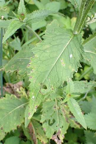 Mittleres Stängelblatt der Kletten-Distel (Carduus personata), Combe Tabeillon (JU), 04.08.2024