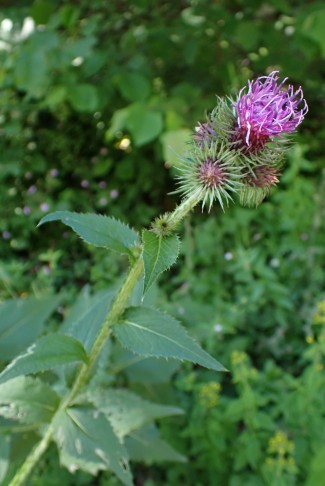 Kletten-Distel (Carduus personata). Chaumont (NE), 08.07.2024