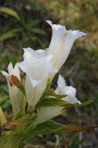 Weisse Form des Schwalbenwurz-Enzians (Gentiana asclepiadea) im Niederurnertäli (GL), 6.9.2021