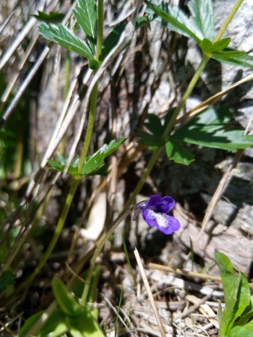 1. Individuum, Klosters (ca. 1900 m ü. M.), 27.05.2022