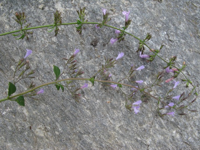 Oben C. menthifolia? Unten C. nepeta?