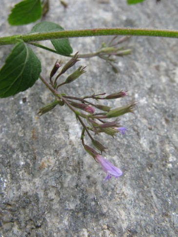 C. nepeta?