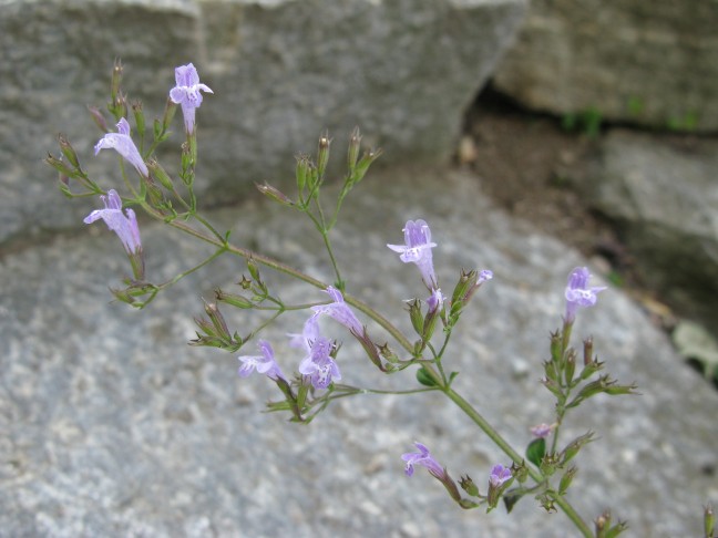 C. nepeta?