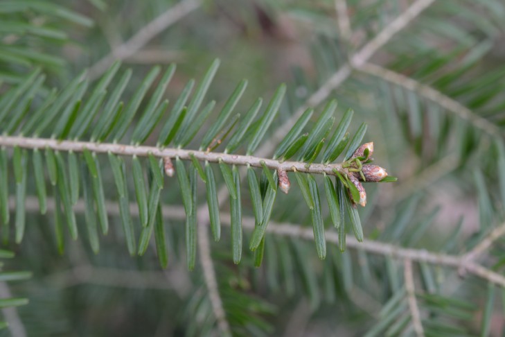 Zweig (Oberseite)