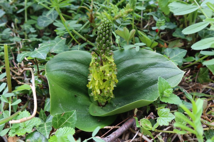 Neottia ovata mit Wachstumsstörung, April 2023