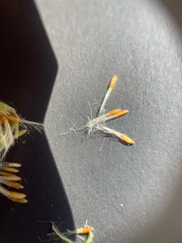 Pappus brüchig, nicht federig; Früchte nicht abgeflacht.