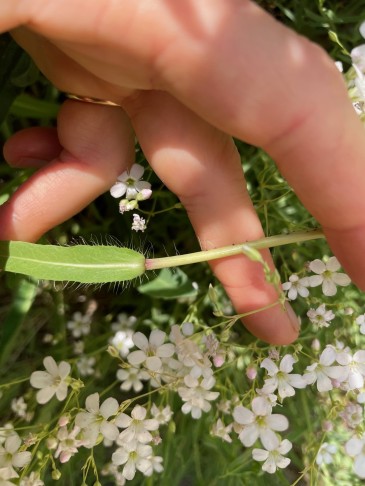 Stängelblätter sitzend und ohne Öhrchen. Alle Blätter sind am unteren Rand zottig bewimpert