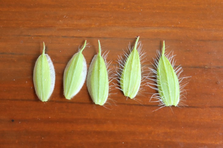 08.06.2023   G. sanguineum, Kelchblätter einer einzelnen Blüte