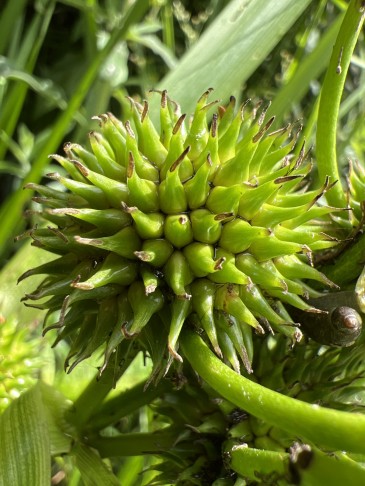 Sparganium erectum neglectum?