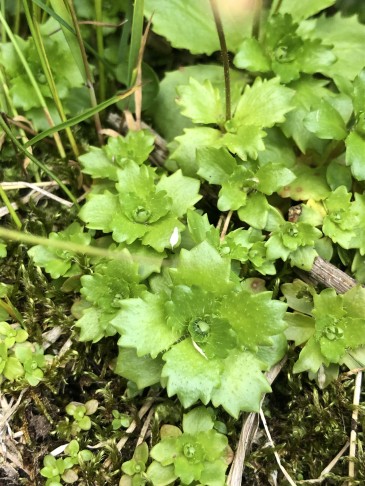 09.07.2023, unweit von den anderen Exemplaren entfernt, aber ohne Blüten