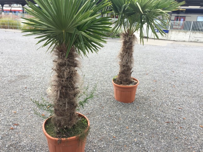 Frisch importierte Kübelpflanzen wie diese Hanfpalmen beherbergen oft spannende Unkräuter im Unterwuchs. Hier wächst Euphorbia serpens. (18.10.2019, Wädenswil)