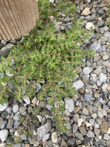 Im Kies um die Kübelpflanzen war keine Euphorbia serpens zu finden, dafür wächst hier Euphorbia prostrata ziemlich üppig. Ob sie auch als blinder Passagier hierhin gekommen ist? Sowohl E. serpens als auch E. prostrata sind wärmeliebende Arten mit der höchsten Landolt-Temeraturzahl 5 (30.6.2022, Wädenswil)