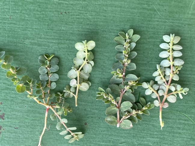 Die beiden Arten im Vergleich: Euphorbia serpens ist vollständig kahl und hat rundliche, ganzrandige Blätter. Euphorbia prostrata ist nicht kahl, hat gezähnte Blätter und die Früchte sind nur auf den Kanten behaart.