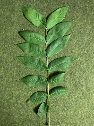 Paarig gefiedert. Es wird Juglans nigra sein. Herzlichen Dank für die Hilfe.