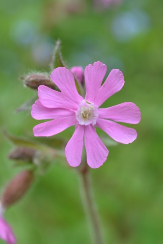 03.05.2024 männliche Blüte