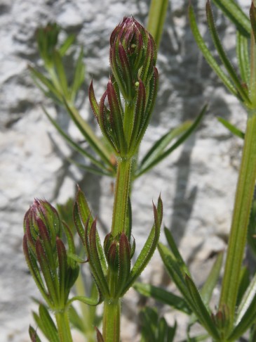 27.04.2024 Galium aparine?