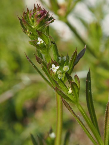 27.04.2024 Galium aparine?