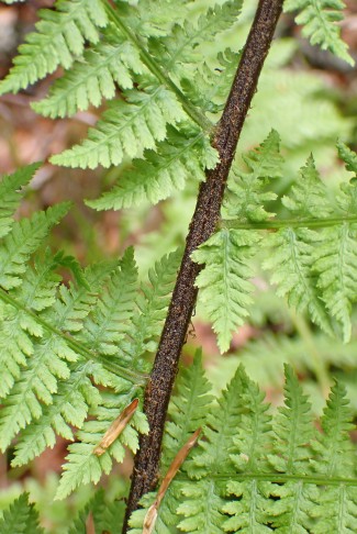 Variante des Wald-Frauenfarns (Athyrium filix-femina) mit violetter Blattspindel. Könizbergwald (BE), 05.05.2024