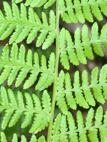 ... und die häufigere, grün-in-grün-Variante des Wald-Frauenfarns (Athyrium filix-femina). Twannbachschlucht (BE), 22.08.2012
