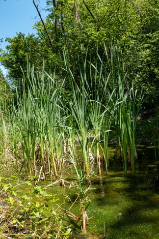 Grien, Alte Aare, 03.07.2022, Neubesiedlung Wasserloch durch Typha latifolia