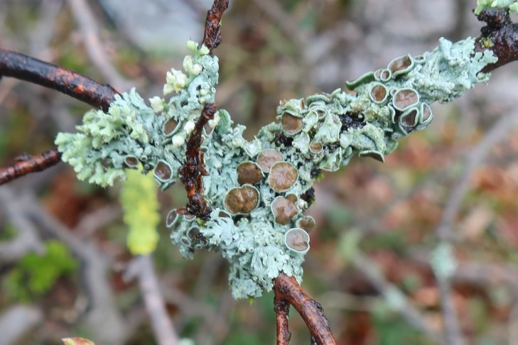 01.03.2024 An Carpinus betulus