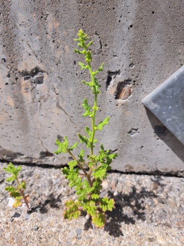 Chenopodium botrys 19.06.2024