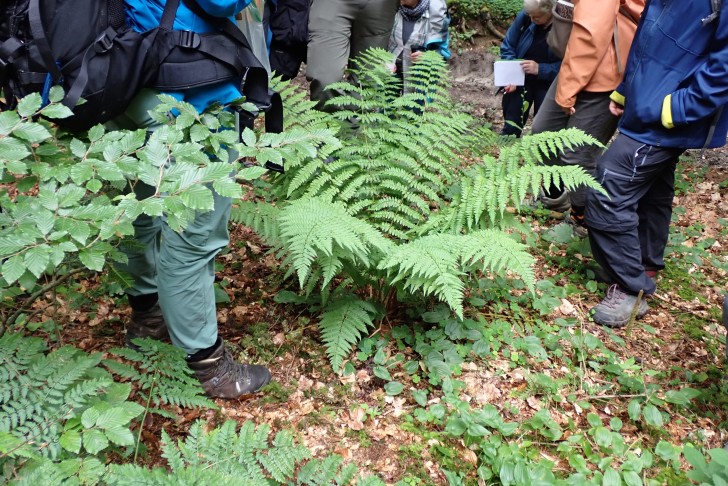 Steht wörtlich im Zentrum: Der Entferntfiedrige Wurmfarn (Dryopteris remota). Schüpfen (BE), 23.06.2024