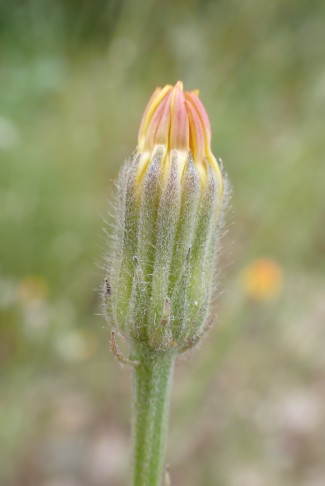 Äussere Zungenblüten auf der Aussenseite rötlich. Cressier (NE), 24.06.2024