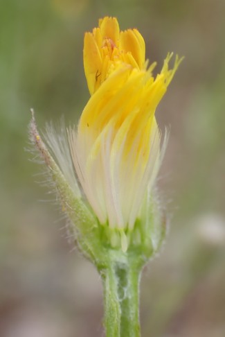 Pappus weiss, rau. Cressier (NE), 24.06.2024