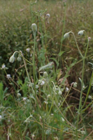 Körbchen vor dem Aufblühen nickend. Cressier (NE), 24.06.2024