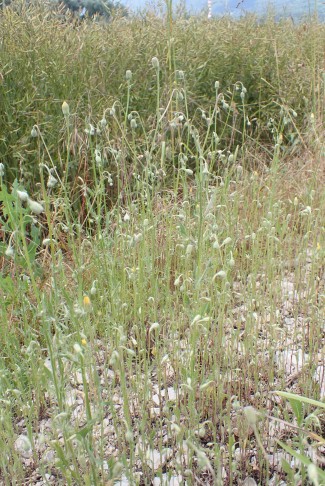 ... wächst auf steinigen, offenen Böden in warmen Lagen. Cressier (NE), 24.06.2024