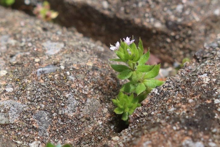 26.05.2024 Sherardia arvensis