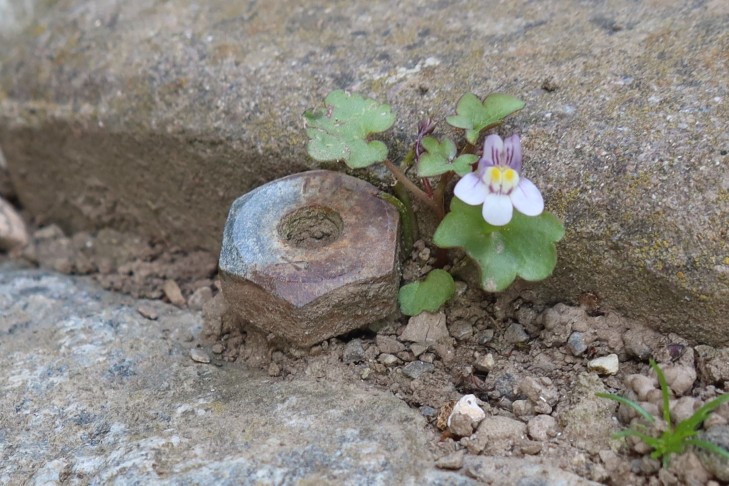 05.06.2024Cymbalaria muralis