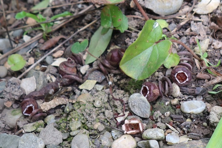 05.07.2024 Cyclamen coum