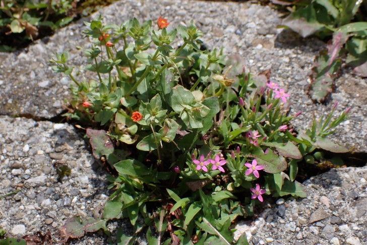 Tausendgüldenkraut (Centaurium sp.) zusammen mit Acker-Gauchheil (Anagallis arvensis) zwischen Rasengittersteinen. Spiez (BE), 10.07.2024