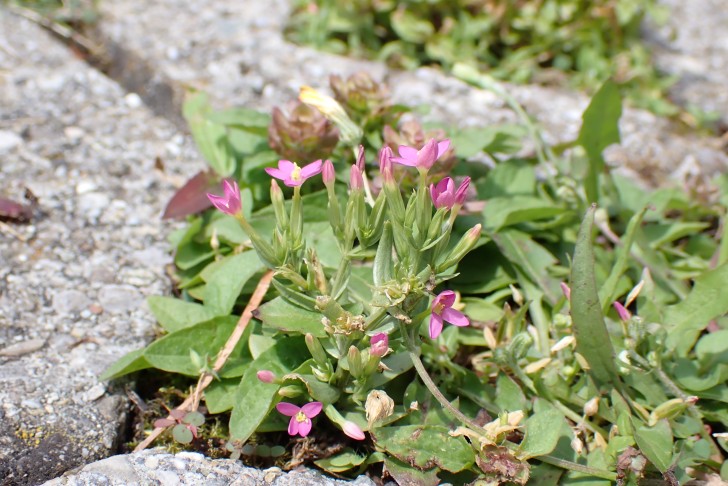 Blüten (kurz) gestielt. Spiez (BE), 10.07.2024