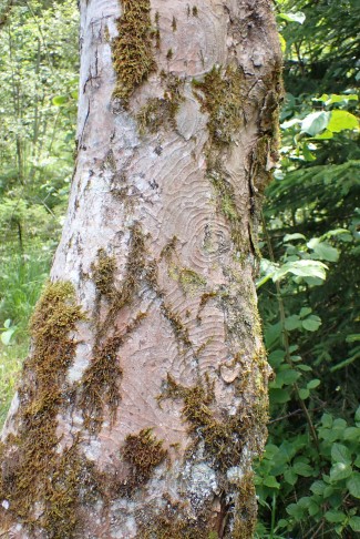 Schuppenförmig abblätternde Borke; Stammdurchmesser ca. 50 cm. Suldgrabe (BE), 20.07.2024