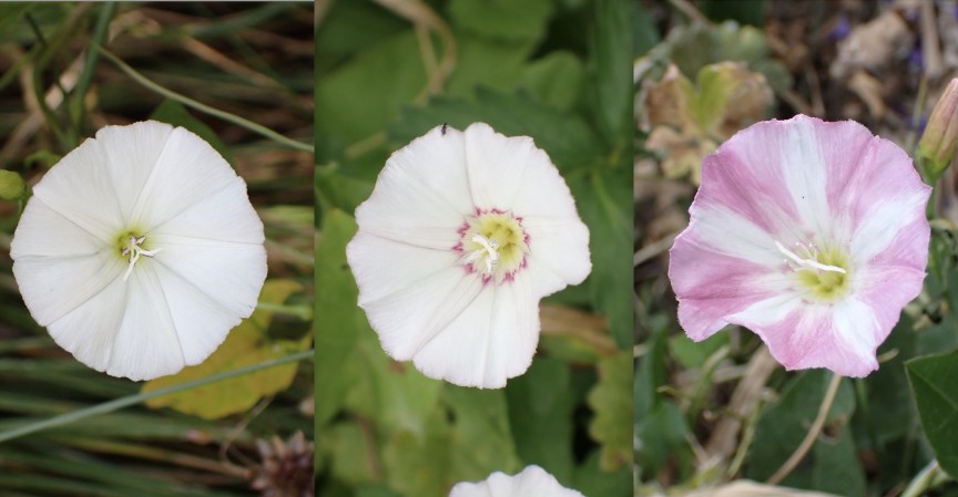 Acker-Winde (Convolvulus arvensis) - Kronen von weiss bis rosa. 