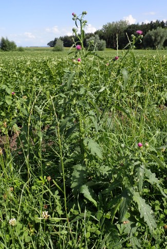 Carduus cf. crispus, Ackerrand bei Ins (BE), 02.08.2024