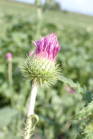 Köpfe kugelig, Durchmesser 1,5–2 cm, äussere Hüllblätter deutlich kürzer als innere. Ins (BE), 02.08.2024