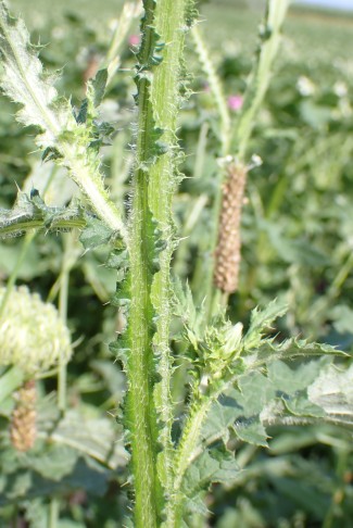 Stängel stachelig geflügelt. Ins (BE), 02.08.2024