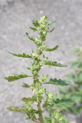 Blütenstand bis zuoberst dicht beblättert; Australischer Gänsefuss (Chenopodium pumilio). Bern (BE), 08.08.2024